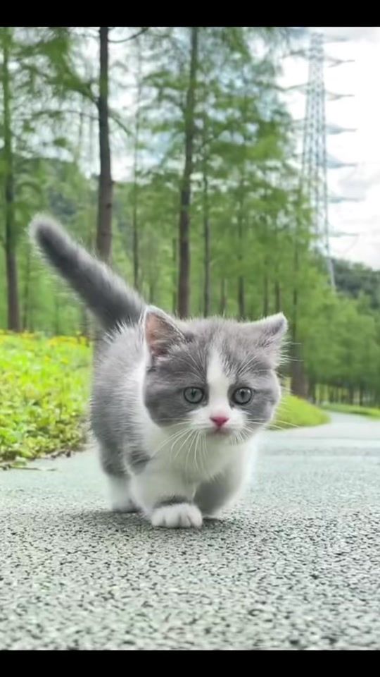 TikTok video thumbnail by call_me_kittykitty