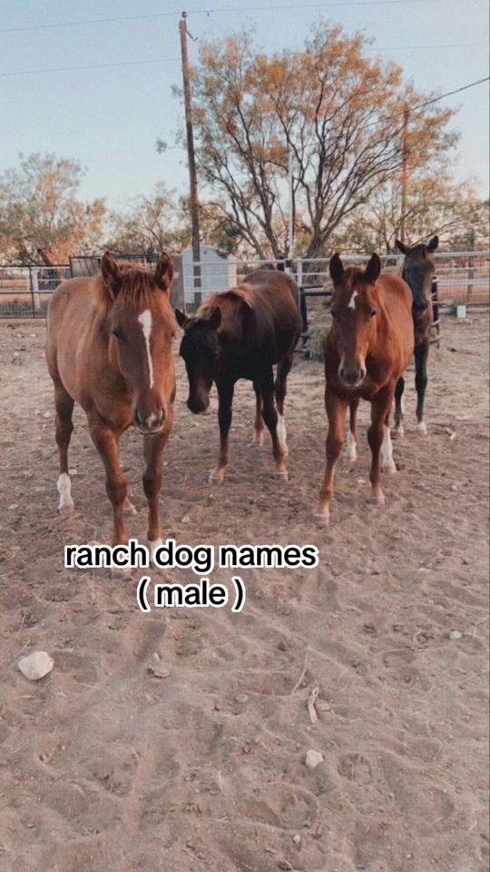 TikTok video thumbnail by barrelracing.cowgirl