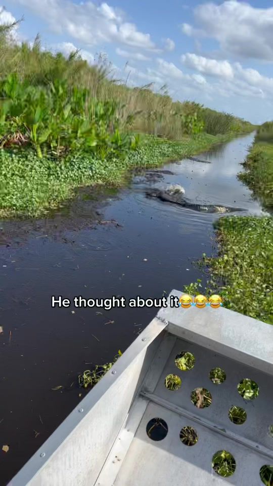 TikTok video thumbnail by el_blancolangosta