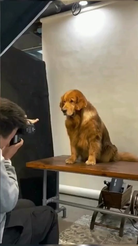 TikTok video thumbnail by cutepet200