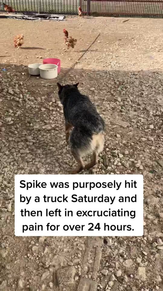 TikTok video thumbnail by this.is.houston