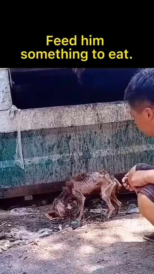 TikTok video thumbnail by funnypetjak