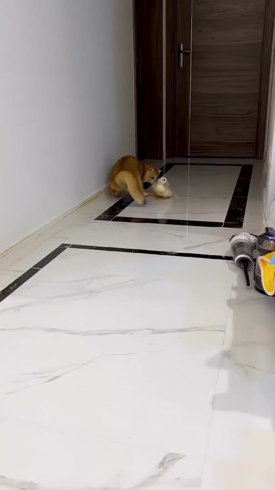 TikTok video thumbnail by petatyourphone