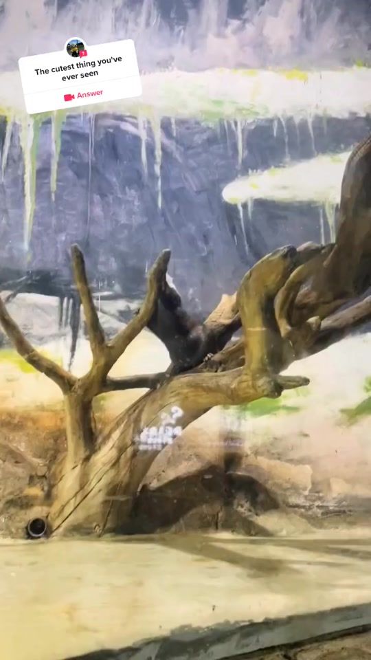TikTok video thumbnail by animals..diary