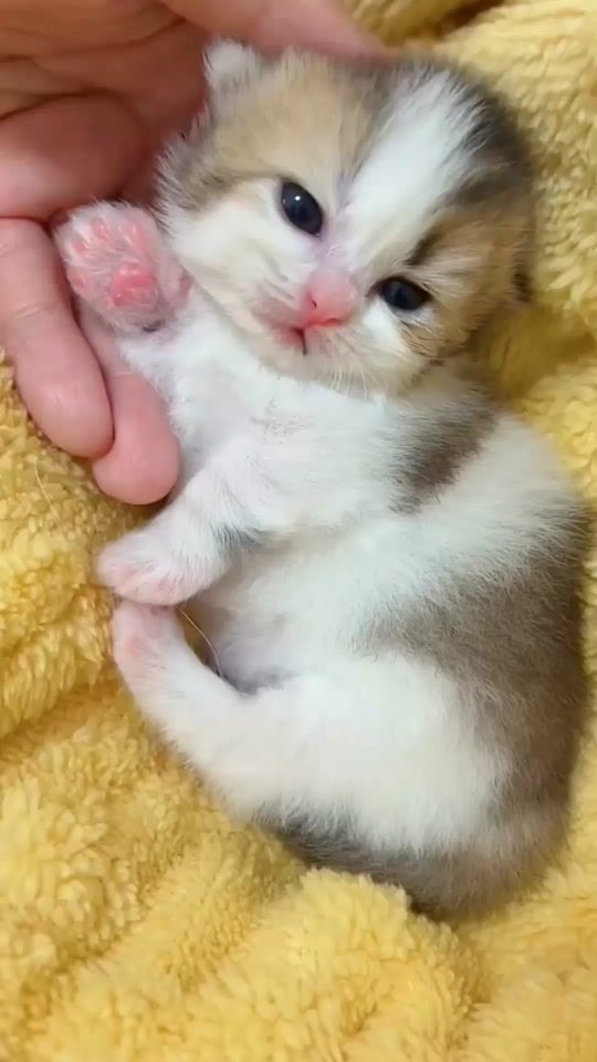 TikTok video thumbnail by linqiqi19