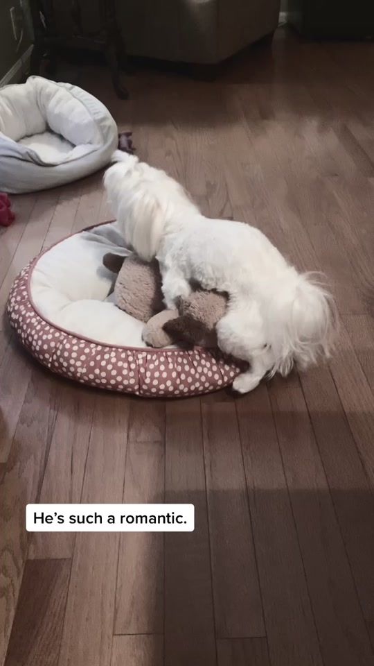 TikTok video thumbnail by dogmomera