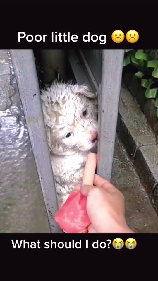 TikTok video thumbnail by xining_petrescue