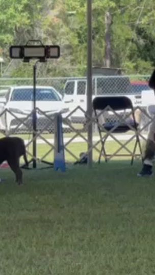 TikTok video thumbnail by s.o.s.kennels