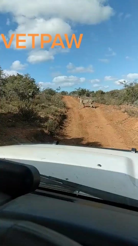 TikTok video thumbnail by vetpaw