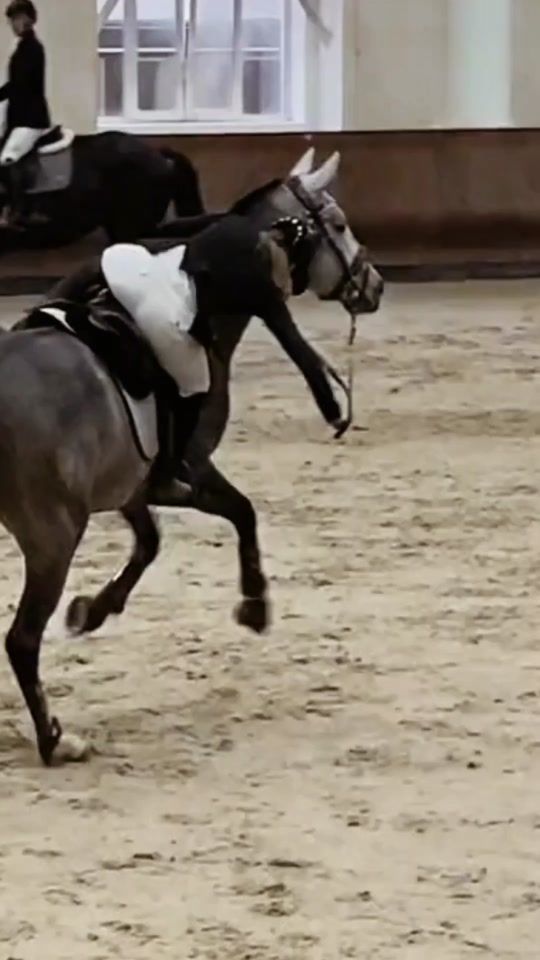 TikTok video thumbnail by equineedits.official