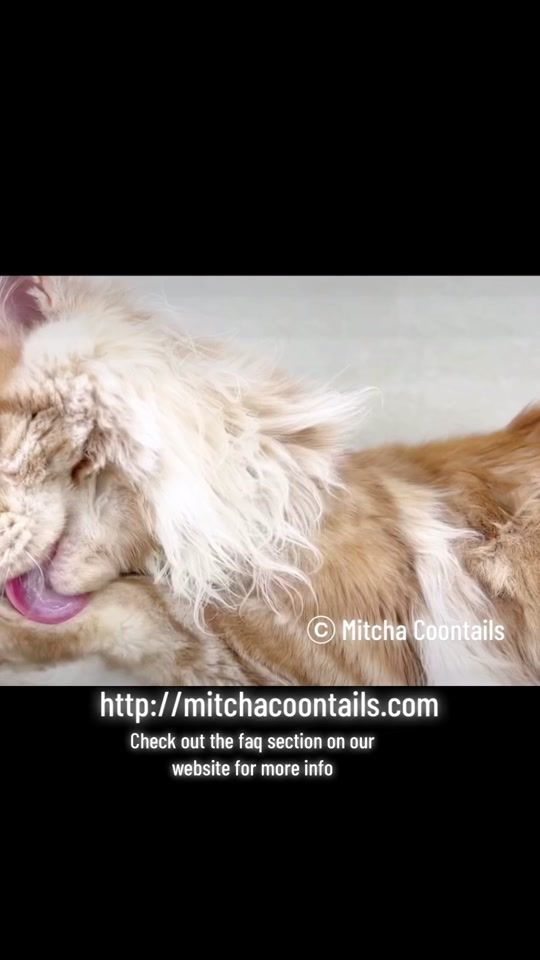 TikTok video thumbnail by mitchacoontails