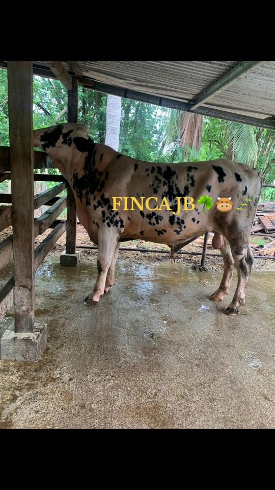 TikTok video thumbnail by fincajb_11