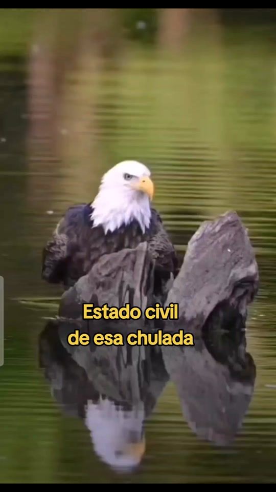 TikTok video thumbnail by esme_lemus09_10