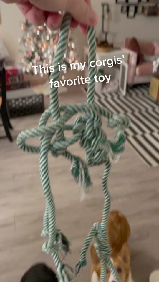 TikTok video thumbnail by thecorgicult