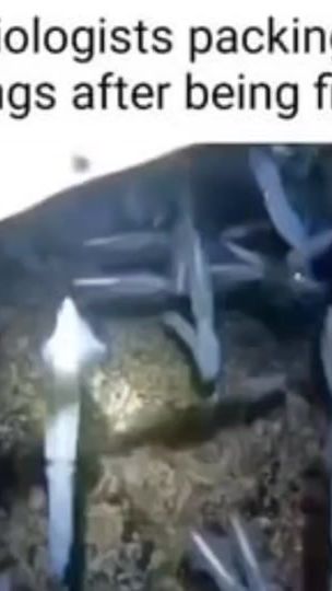 TikTok video thumbnail by megahertz55