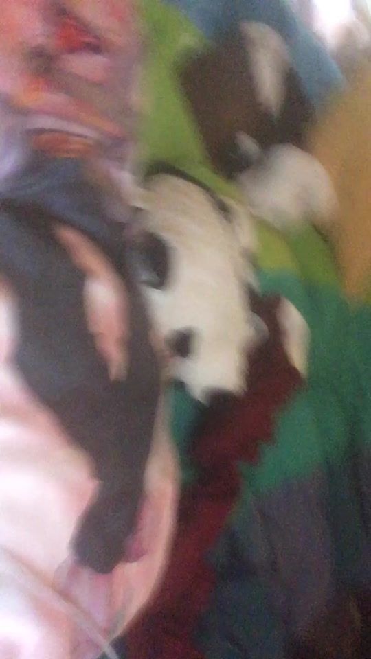 TikTok video thumbnail by pilkchan