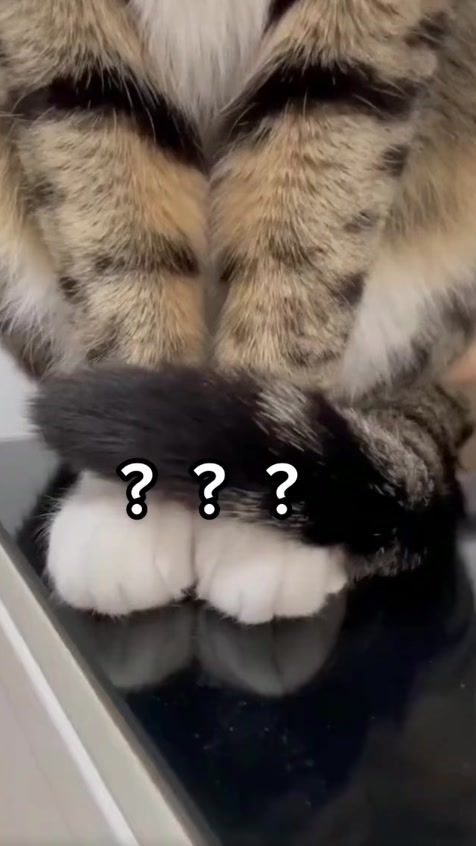 TikTok video thumbnail by pjbiro
