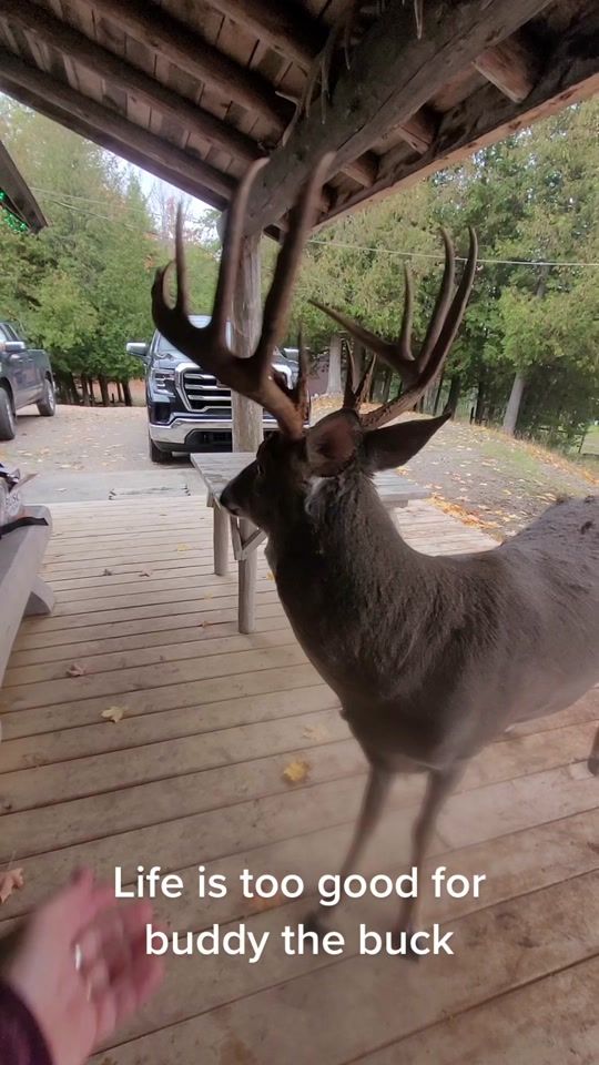 TikTok video thumbnail by bigrackranch.farm