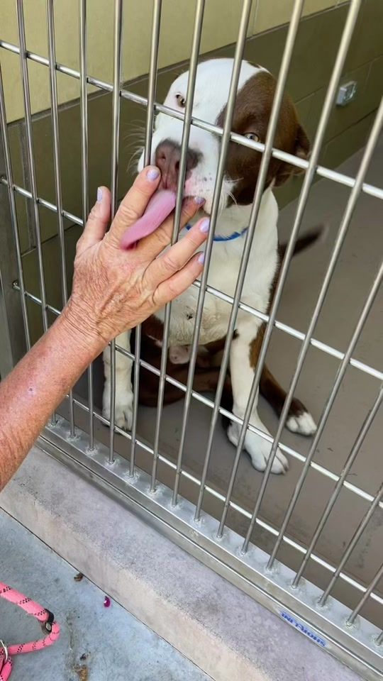 TikTok video thumbnail by iloverescue