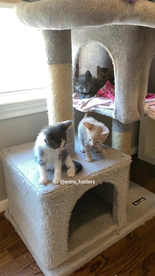 TikTok video thumbnail by erins_fosters