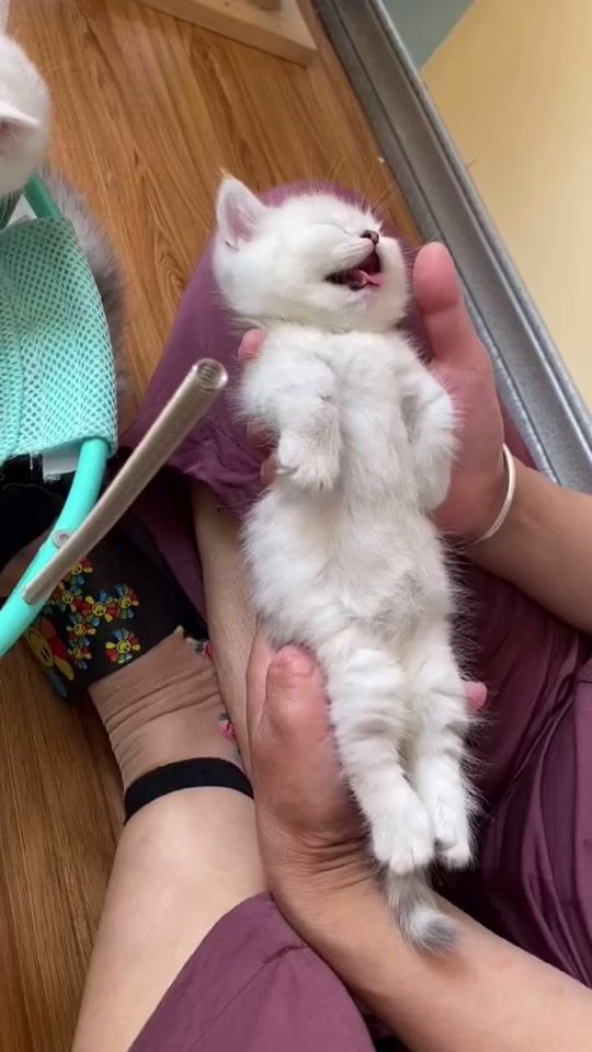 TikTok video thumbnail by gogofunny