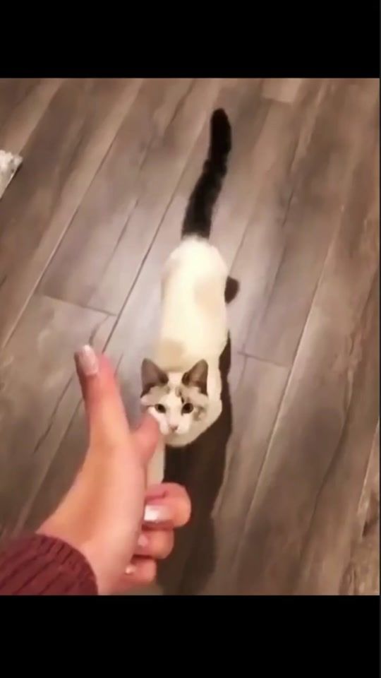 TikTok video thumbnail by petproduct6
