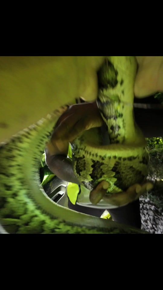 TikTok video thumbnail by pythondre