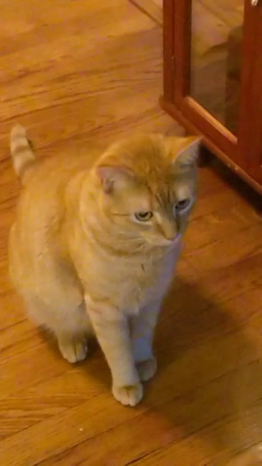 TikTok video thumbnail by kitty_cat88054376t5