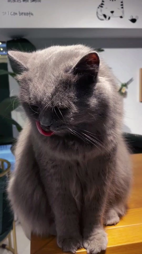 TikTok video thumbnail by meowiscoming