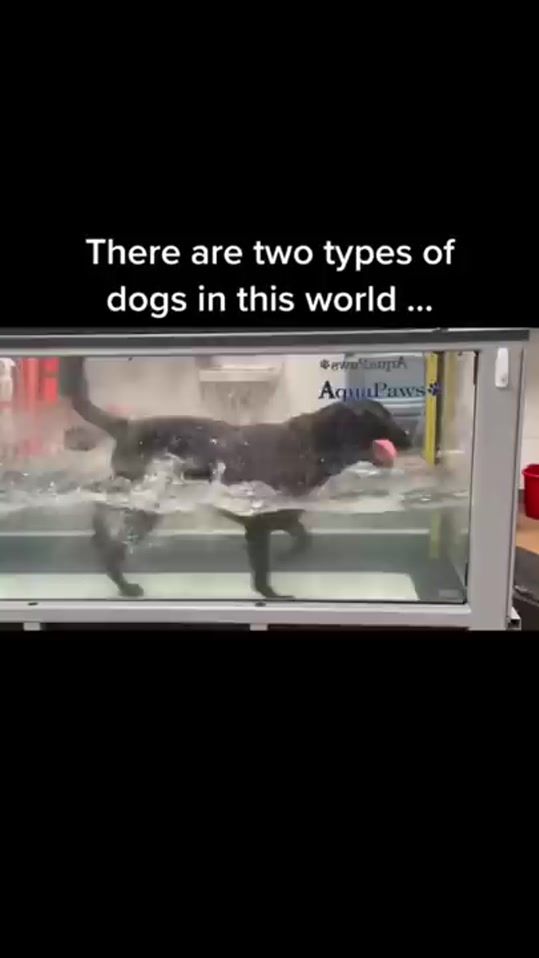 TikTok video thumbnail by randovidsforyoubud