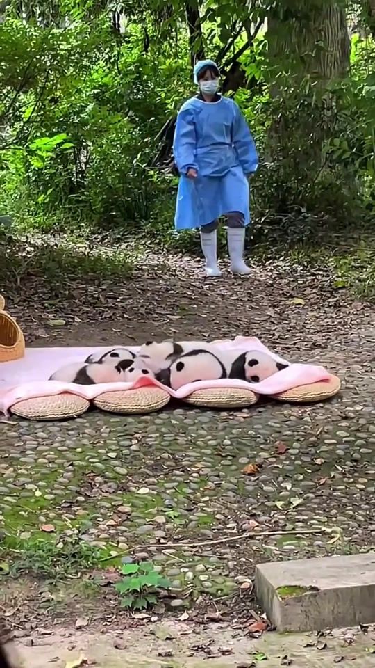 TikTok video thumbnail by pandas261