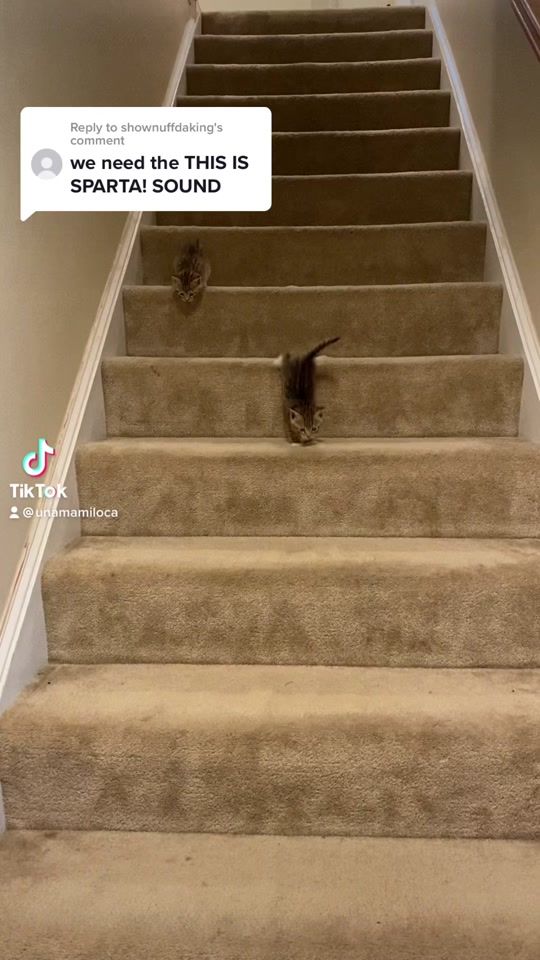 TikTok video thumbnail by unamamiloca