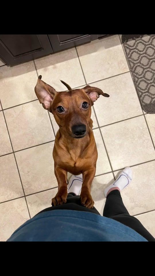 TikTok video thumbnail by 2littledoxiedogs
