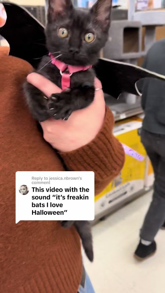 TikTok video thumbnail by houseofblackcatmagic