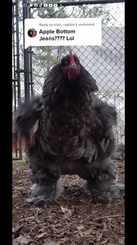 TikTok video thumbnail by heath_with_citychick