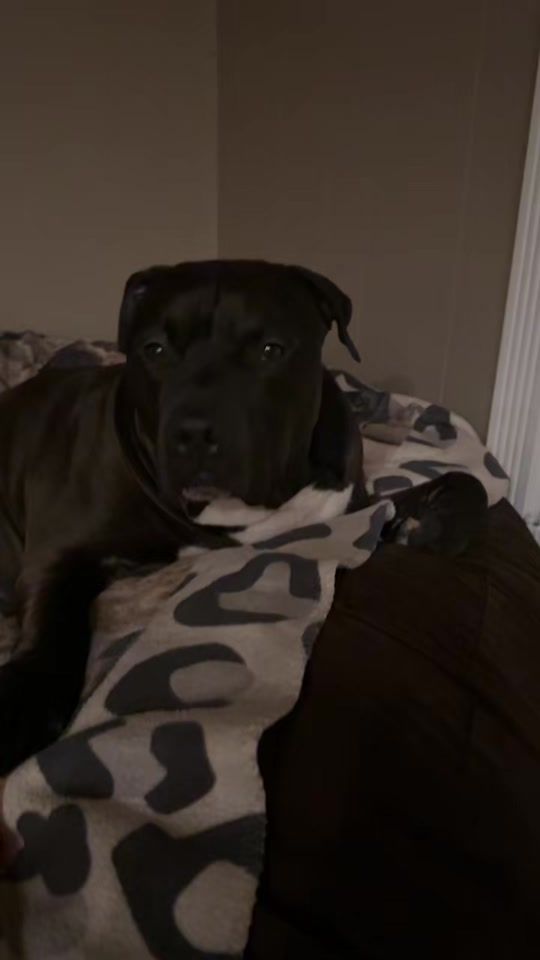 TikTok video thumbnail by deealbright