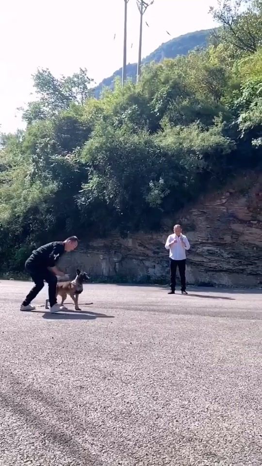 TikTok video thumbnail by cocothe8dogs
