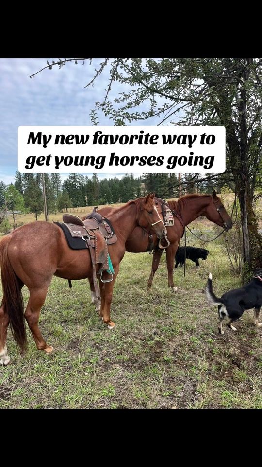 TikTok video thumbnail by ranch.roan