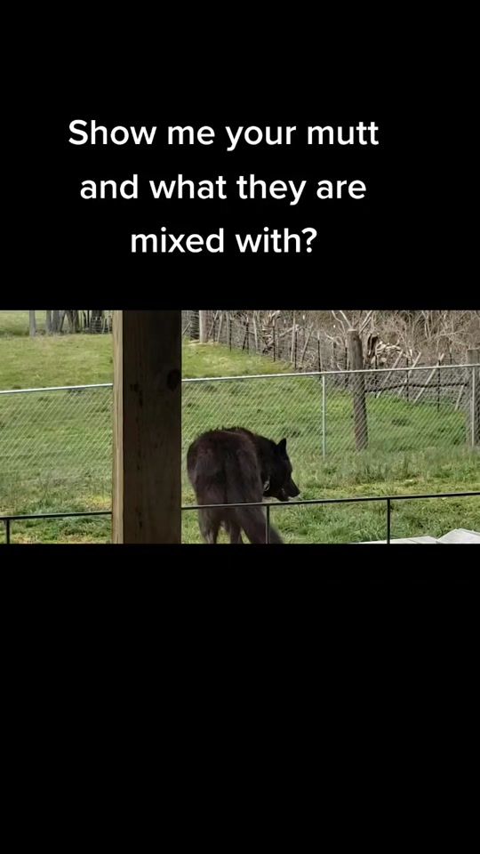 TikTok video thumbnail by trickster.loki