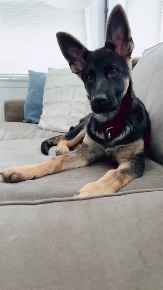 TikTok video thumbnail by izzy_the_shep
