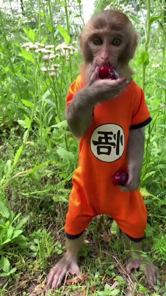 TikTok video thumbnail by pet.fans