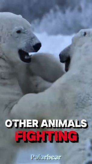 TikTok video thumbnail by polarbear.9