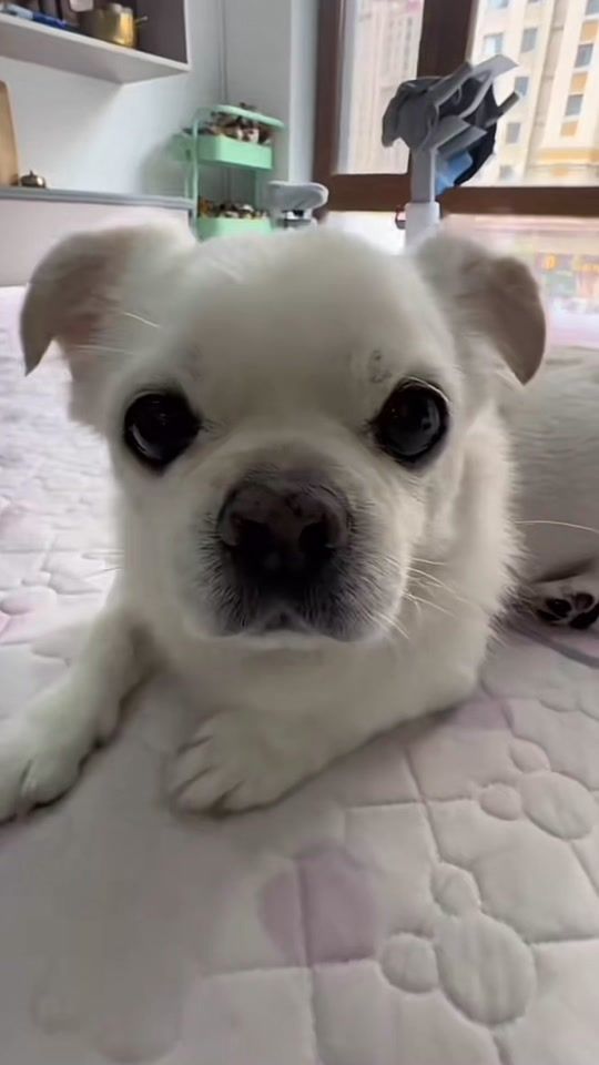 TikTok video thumbnail by vincas3c