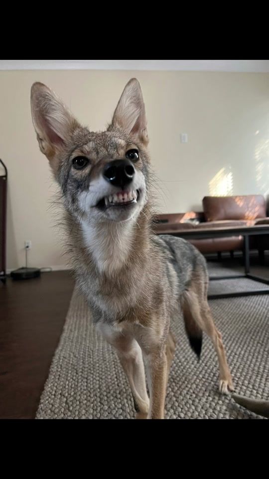 TikTok video thumbnail by timberthecoyote