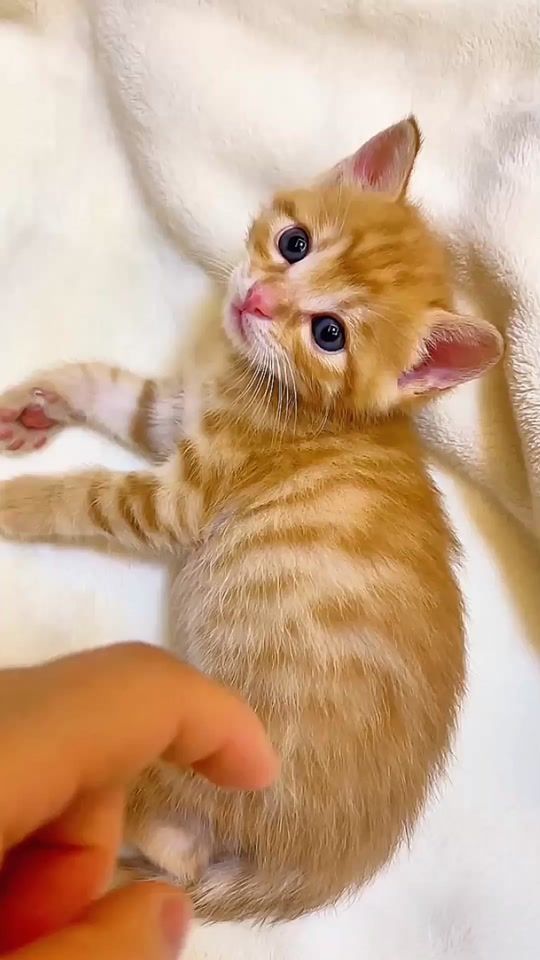 TikTok video thumbnail by linqiqi19