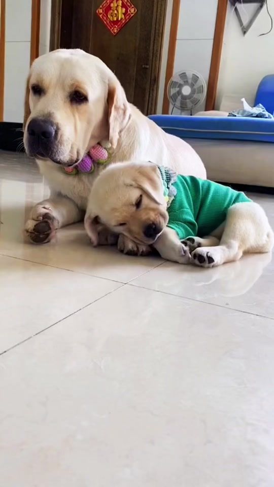 TikTok video thumbnail by tacoschoice