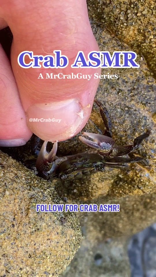 TikTok video thumbnail by mrcrabguy
