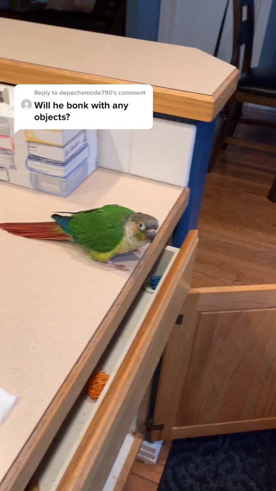 TikTok video thumbnail by birdmom777