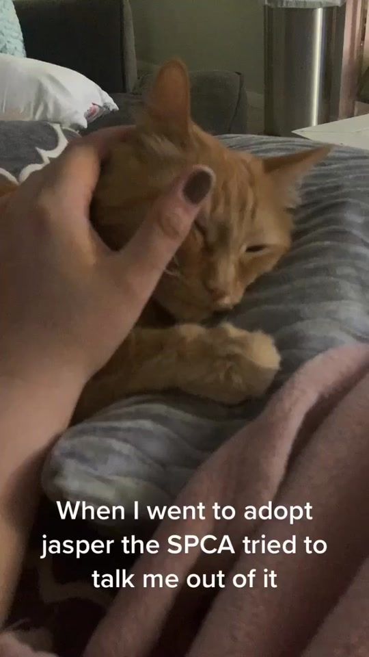 TikTok video thumbnail by stephhcodyy