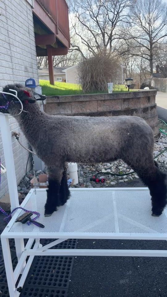 TikTok video thumbnail by cedarcreekshowstock